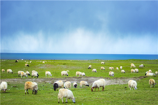 2021内蒙古畜牧业扶持政策是怎样的有哪些优质畜牧业资源
