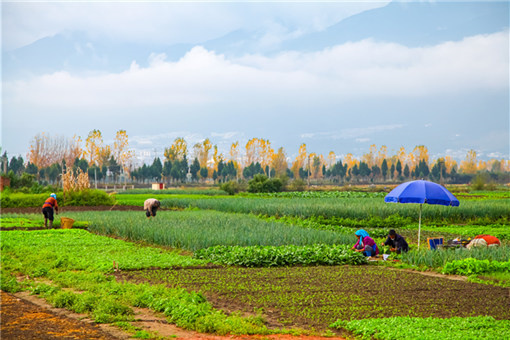 临泽县耕地地力补贴标准是多少-摄图网