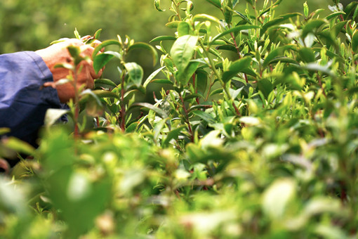湖南省油茶种植补贴标准-摄图网