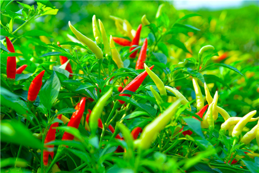 2021年种植蔬菜补贴标准-摄图网