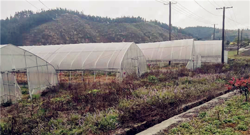 渝水80亩蔬菜种植基地成功流转-土流集团