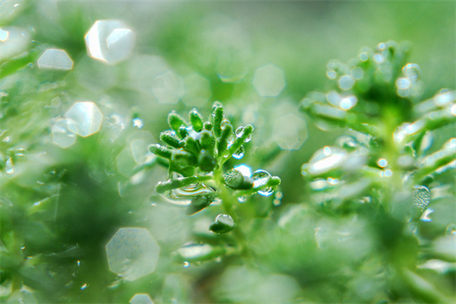 白露之后是什么节气-摄图网