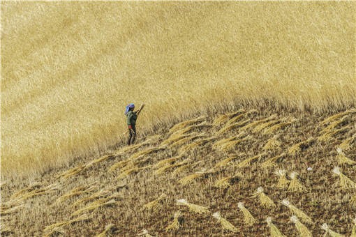 农业注册商标-摄图网