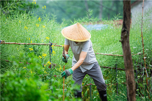 2021年上海市农业绿色生产补贴标准-摄图网