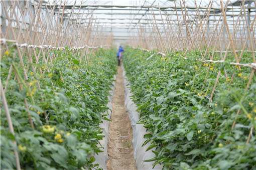 苍南县设施农用地范围2021-摄图网