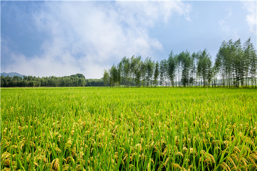 衡东县2021年粮食生产奖励办法-摄图网