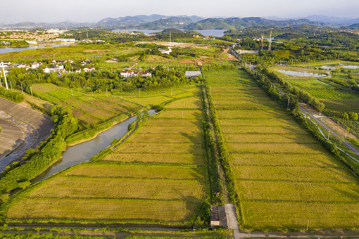 福建2022蔬菜大棚轮作种植单季稻补助-摄图网