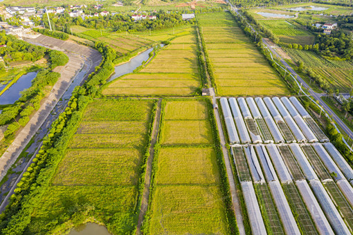 福建2022规模种植双季稻补助-摄图网