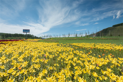 本土一枝黄花和加拿大一枝黄花的区别-摄图网