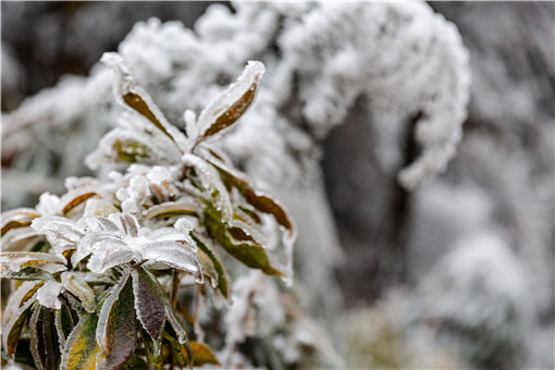 大雪节气真的会下雪吗-摄图网