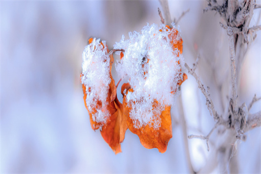 大雪节气三候是什么意思-摄图网