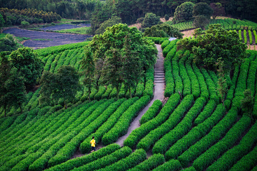2022年连山县种植茶叶奖励-摄图网