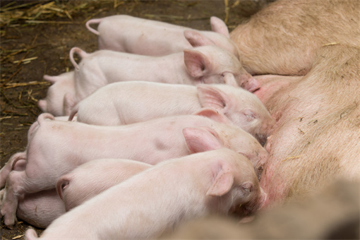2022岚县生猪产业扶持奖励标准-摄图网