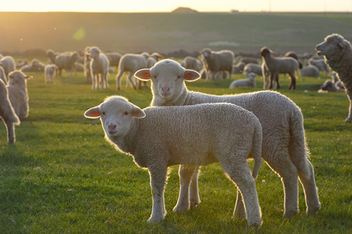 金塔县2022年养羊补助政策-摄图网