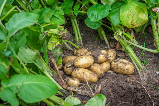 周宁县种植马铃薯补贴-摄图网