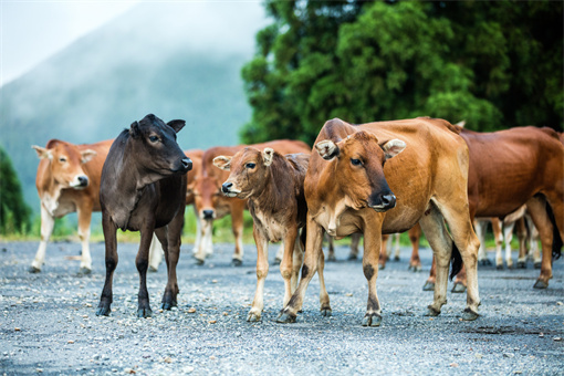 2022年凉州区养100头牛最高补助-摄图网