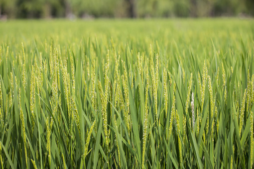 2022年闵行区粮食补贴标准-摄图网