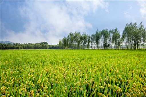 2022乐安县水稻生产扶持办法-摄图网