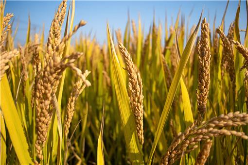 2022乐安县水稻生产最新政策-摄图网