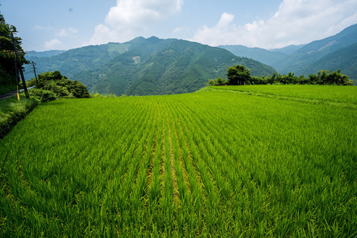 洛江区2022年粮食奖补政策-摄图网