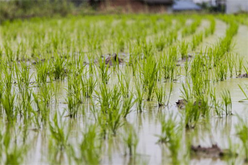 蚌山区农业支持保护补贴标准-摄图网