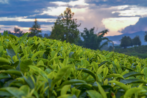 种茶叶怎么申请新型职业农民认定-摄图网