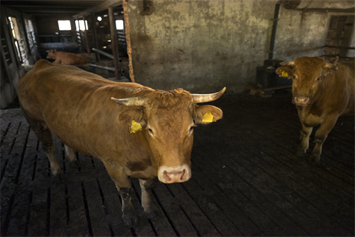 锡林郭勒盟肉牛产业扶持标准-摄图网