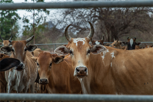 锡林郭勒盟肉牛产业扶持对象-摄图网