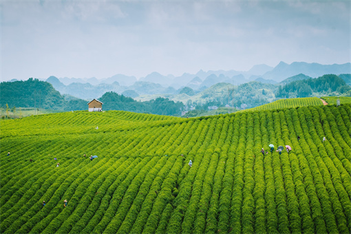 梧州长洲区六堡茶产业奖补申报流程-摄图网