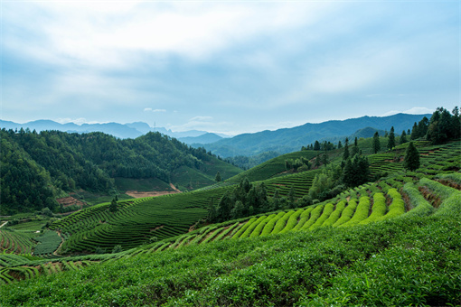 梧州长洲区六堡茶产业奖补条件2022-摄图网