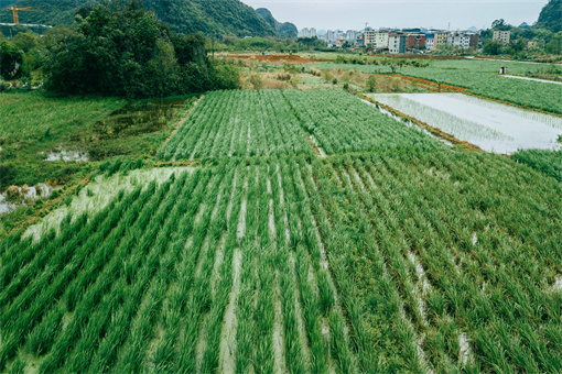 天台县2022年水稻规模种植补贴申报-摄图网