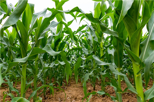 阿拉善右旗玉米生产者补贴标准-摄图网