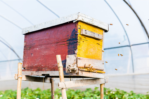 农村养蜜蜂-摄图网