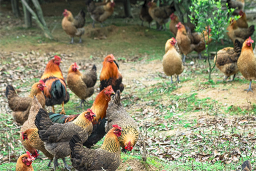 农村养殖土鸡-摄图网