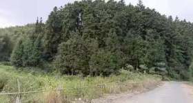 良山鎮舍山村民委員會16.95畝林地上的杉木轉讓