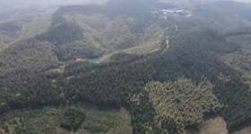 楊橋鎮觀光村民委員會250畝杉木出售