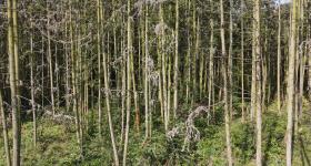 珠珊鎮鵬湖村民委員會14.69畝杉木轉讓