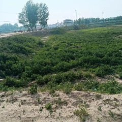 孔镇尹家村委会村西1（3.3亩）河滩地对外发包项目
