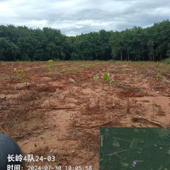 海南儋州市海胶集团八一分公司长岭4队127.8亩胶园林下土地出租