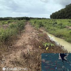 海南儋州市海胶集团八一分公司春江509队371.3亩胶园林下土地出租