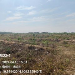 海南儋州市海胶集团西联分公司东风派驻组东风队223.6亩胶园林下农业土地出租