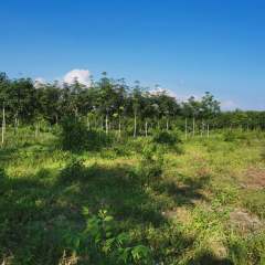 海南省直辖县级行政区划白沙黎族自治县海胶邦溪分公司芙蓉田片区13队185.9亩胶园林下农业土地出租