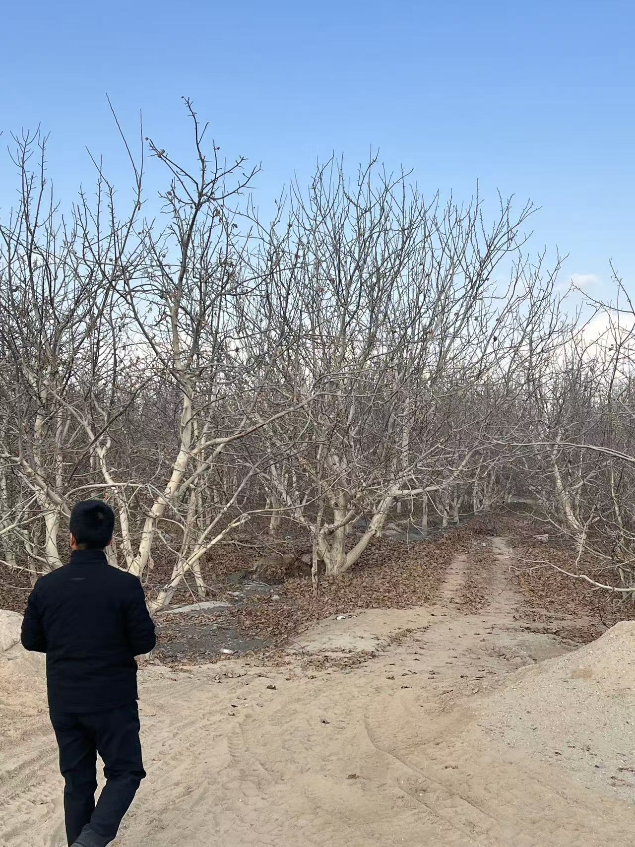 标的现状种植核桃北至核桃林南至水渠西至核桃林东至核桃林四