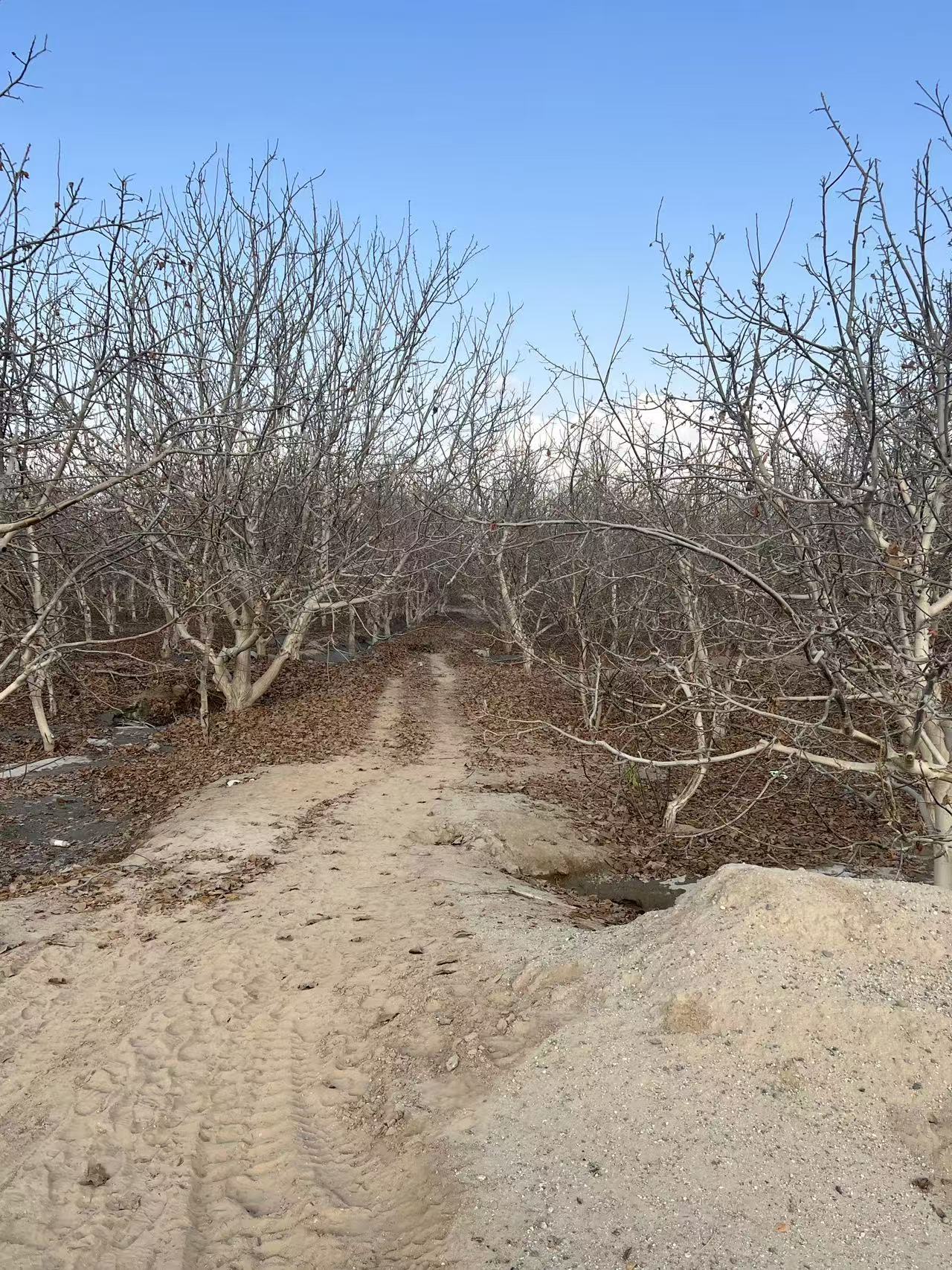 标的现状种植核桃北至核桃林南至水渠西至核桃林东至核桃林四