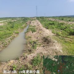 海南儋州市海胶集团八一分公司龙山16队324.7亩胶园林下土地出租