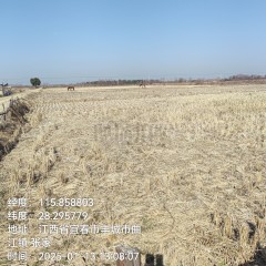 丰城市曲江镇三洲村委会水田