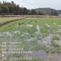 丰城市淘沙镇枫树村委会水田