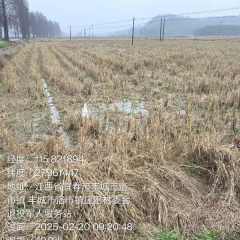 丰城市洛市镇庄田村委会水田