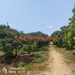 海南省直辖县东方市大田镇抱板村广青公司旁边地块377.38亩集体地流转