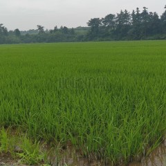 丰城市丽村镇石溪村委会水田
